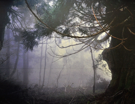 和紙ロールスクリーン「古代杉」